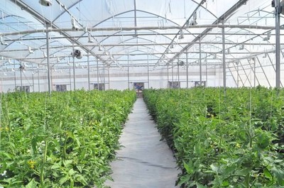 河南內鄉:用科技“武裝”農業 打造高效農業新名片