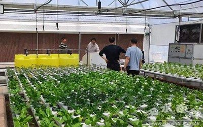 天水市農業農村局組織“三區”科技人才開展科技服務指導蔬菜生產(圖)